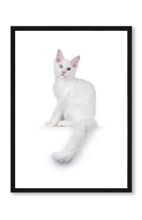 Amazing solid white odd eyed Maine Coon cat kitten, sitting up side ways on edge. Looking straight to camera. Isolated on a white background.