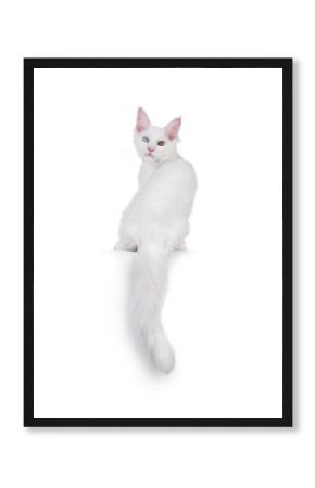 Amazing solid white odd eyed Maine Coon cat kitten, sitting up backwards on edge. Looking over shoulder straight to camera. Isolated on a white background.