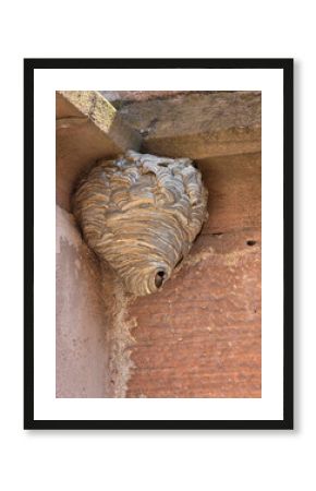 Wasp Nest on Stone Structure