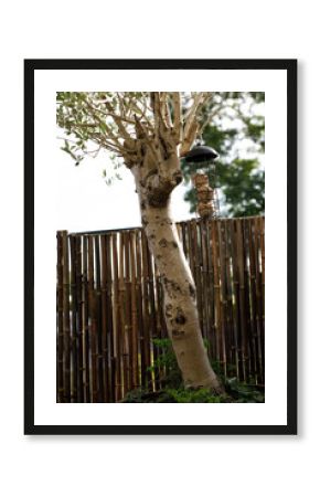 Stock photo of an olive tree with a bird feeder hanging near a bamboo fence. Perfect for garden, nature, or outdoor them