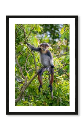 Red-shanked Douc Langur - Pygathrix nemaeus, beautiful unique colored primate endemic to tropical forests of Southeast Asia, Son Tra, Vietnam.