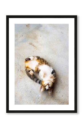 A cute cat lying on its back on a concrete floor, playfully looking at the camera. A fun and relaxed moment that reflects comfort and happiness. 