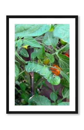 A large green tomato hornworm is hanging on the stem of a tomato plant surrounded by lush green leaves and small, ripening tomatoes