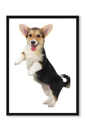 Playful tricolor corgi standing on hind legs with happy expression on transparent background. Concept of pet training, joyful animal behavior, canine agility, and adorable dog performance.