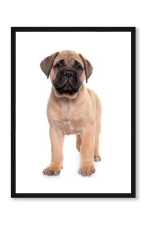 puppy bull mastiff