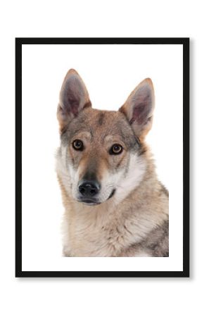  czechoslovakian wolf dog