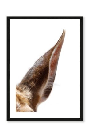 Deer ear isolated on white background