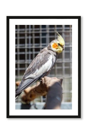 Bird with a yellow beak and orange feet