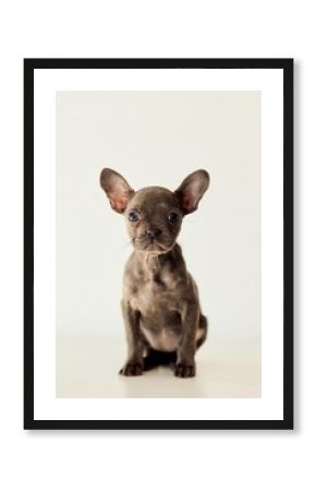 Adorable French Bulldog Puppy Sitting Against a Clean White Background