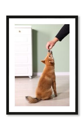 Owner giving dog treat to cute Shiba Inu puppy at home, closeup