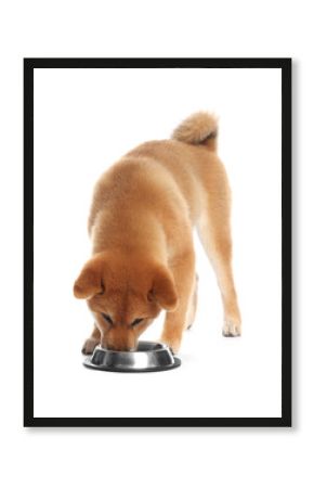 Cute Shiba Inu puppy eating dog food from feeding bowl on white background