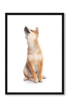 Cute Shiba Inu puppy on white background
