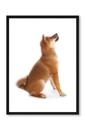 Cute Shiba Inu puppy on white background