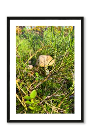 vibrant yellow mushroom in the midst of a lush, green forest teeming with life