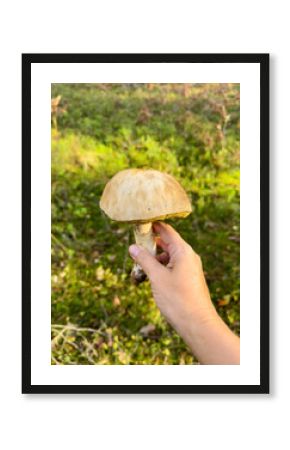 A person is holding a vibrant yellow mushroom in the midst of a lush, green forest teeming with life