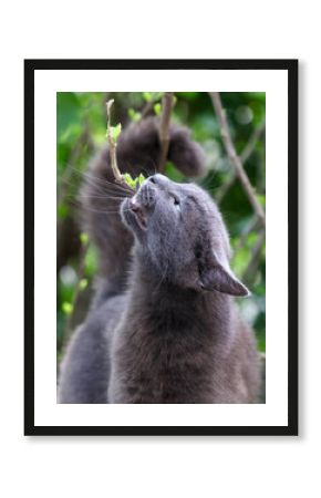 A grey cat is looking up at a branch with its mouth open