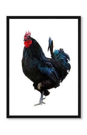 A black rooster with red comb stands on its hind legs