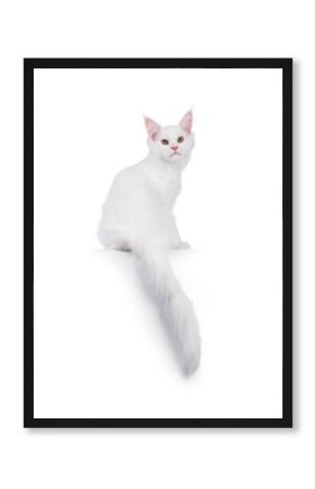 Cute solid white Maine Coon cat kitten, sitting up backwards on edge. Looking over shoulder towards camera. Isolated on a white background.
