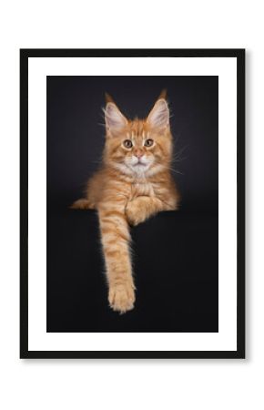 Impressive red Maine Coon cat kitten, laying down facing front. Looking to camera like e little lion. Isolated on black background.