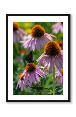 Peacock butterfly (Inachis io) on a purple coneflower (Echinacea purpurea) blossom. 