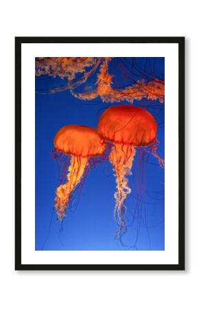 jelly fish in the aquarium
