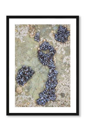 A cluster of blue mussels (Mytilus edulis) and other crustations on a rock at low tide
