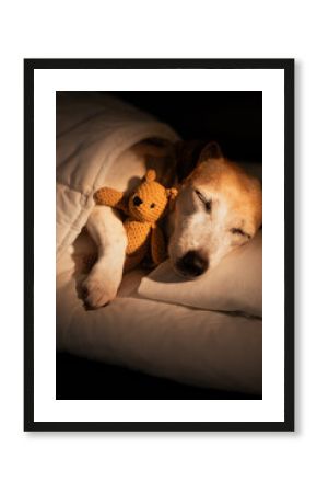 Adorable sleeping old dog face closed eyes in white bed covered under blanket. dark room cozy calm atmosphere. black background warm light. pet hugging bear toy. Good night sweet dreams. 