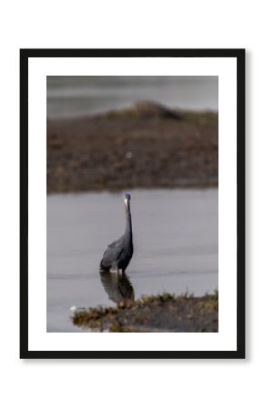A western reef egret relaxing on a mound near a water body on the outskirts of Jamnagar, Gujarat