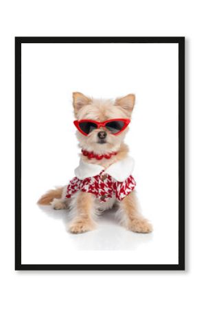 fashion pomeranian spitz puppy with sunglasses and necklace wearing jacket