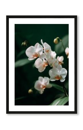 Delicate white orchids bloom amidst lush green foliage in a serene natural setting