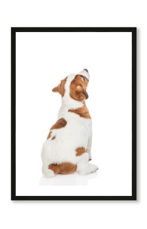 Young Jack russell terrier puppy sits in back view and looks away and up on empty space. Isolated on white background