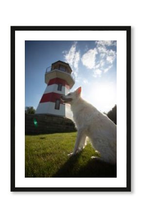 White fluffy dog sitting on green grass near a red and white striped lighthouse under a bright sky with sunlight shining, creating a warm and scenic coastal atmosphere.