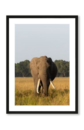 A African elephant in Savannah of Masai Mara, Kenya