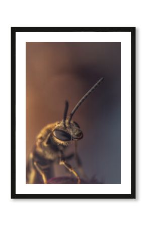 Common Furrow Bee – Macro Portrait (Lasioglossum calceatum)