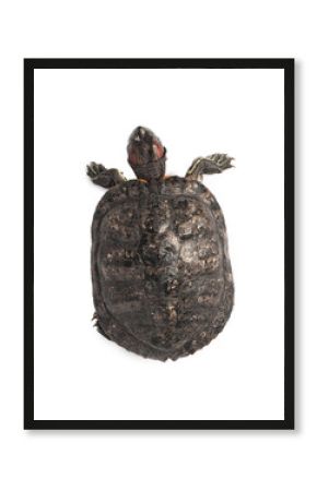 Turtle (Red-eared slider) on white background, top view