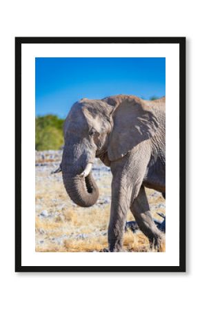 Head of an Elephant walking in Etosha National Park