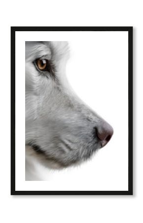 Side profile of a brown dog looking attentively on white background. 