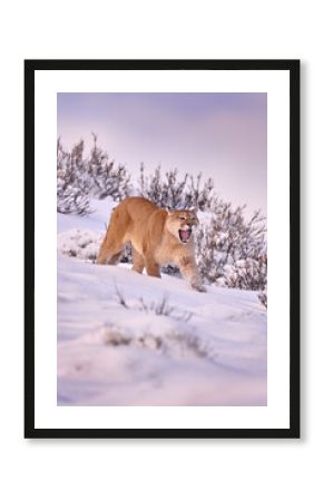 Puma landscape, nature winter habitat with snow, Torres del Paine, Chile. Wild big cat Cougar, Puma concolor, Snow sunset light and dangerous animal. Wildlife nature.