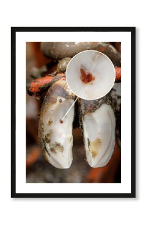 Closeup of cow hoof with cyst lesion highlighted in circular inset