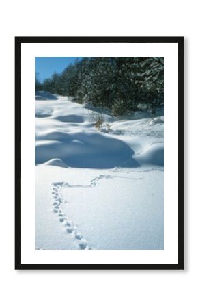 Lièvre variable, Lepus timidus, Traces, neige, hiver, montagne