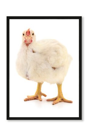 White broiler chicken standing isolated on white background