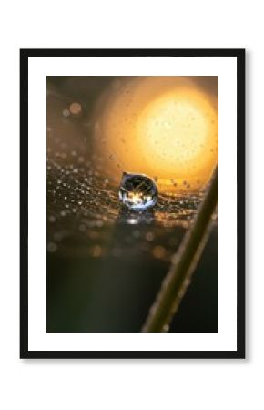 Water droplet on a web reflects golden sunlight at dawn.