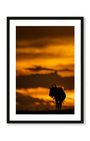 Blue wildebeest stands on sunset horizon silhouetted