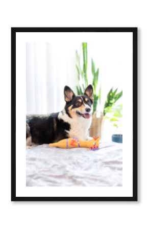 Happy tri color Pembroke Welsh Corgi laying down and smiling in a brightly lit room with natural light 