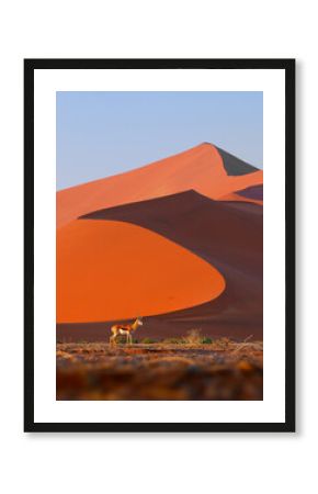 Springbok or springbuck Antidorcas marsupialis, slender, long-legged antelope found mainly in south and southwest Africa, genus Antidorcas, walk on the red dunes of Namib Desert