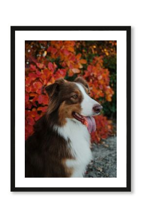Portrait of red tricolor Australian Shepherd dog with red and orange autumn leaves background in forest. Pet outdoor portrait in fall season