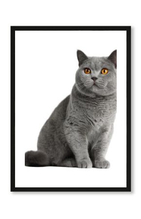 Playful british shorthair cat home animal portrait isolated on transparent background