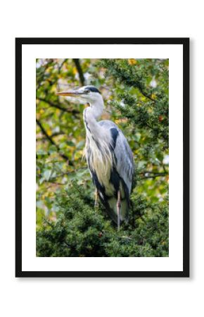 grey heron (Ardea cinerea) in the trees