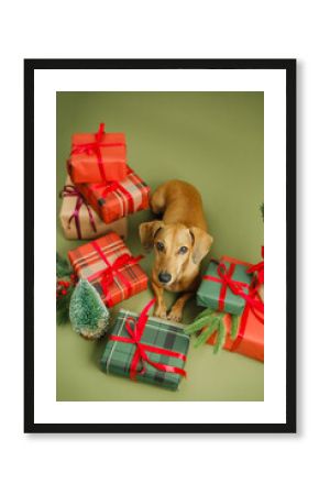 Small dog sitting among holiday gifts and pine sprigs