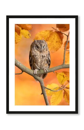 Eurasian scops owl (Otus scops), also known as the European scops owl, common scops owl or just scops owl